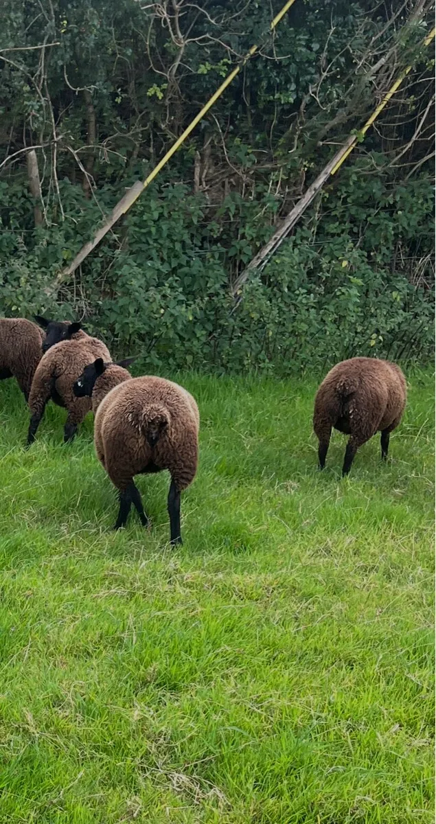 Ewe lambs - Image 2