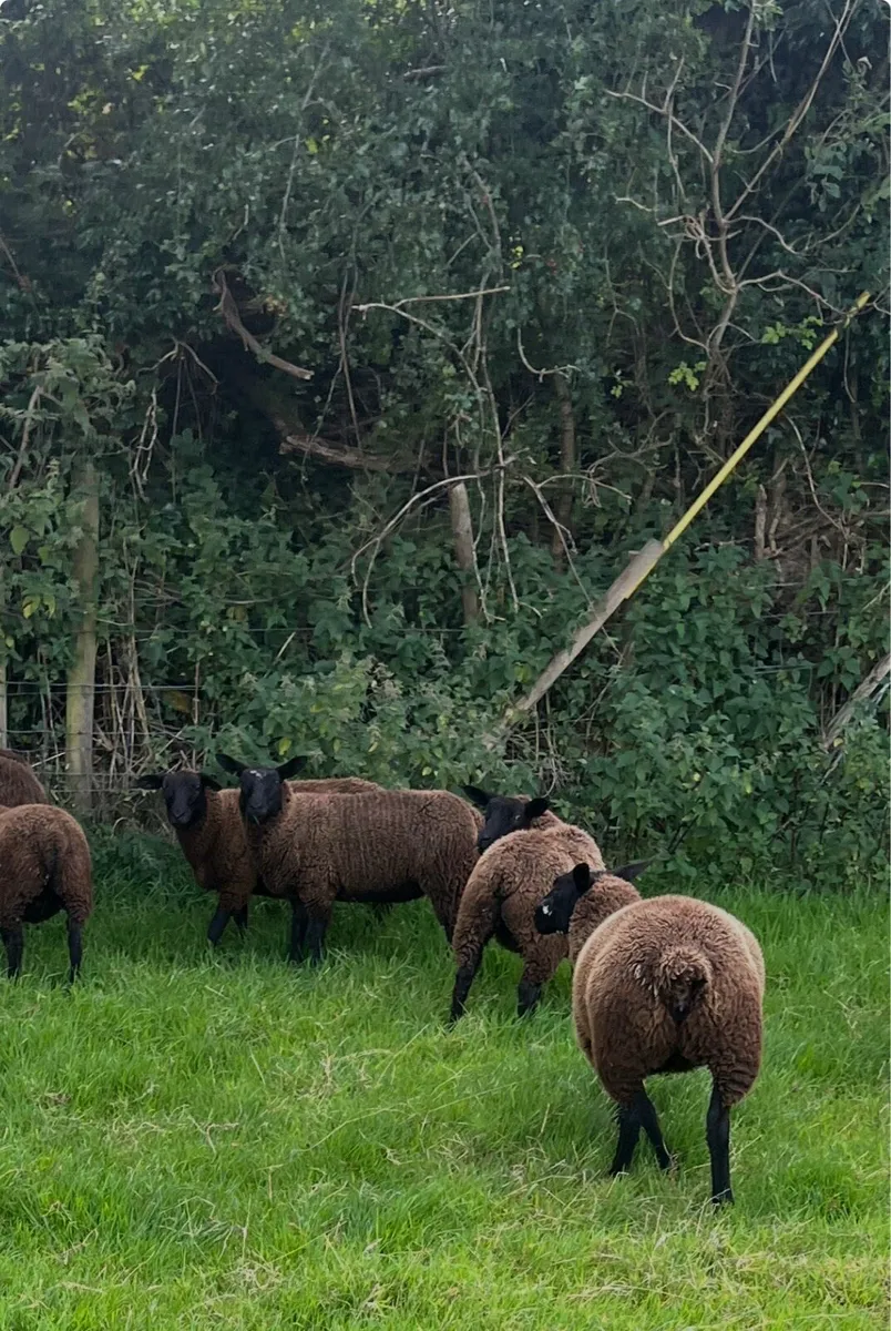 Ewe lambs - Image 3
