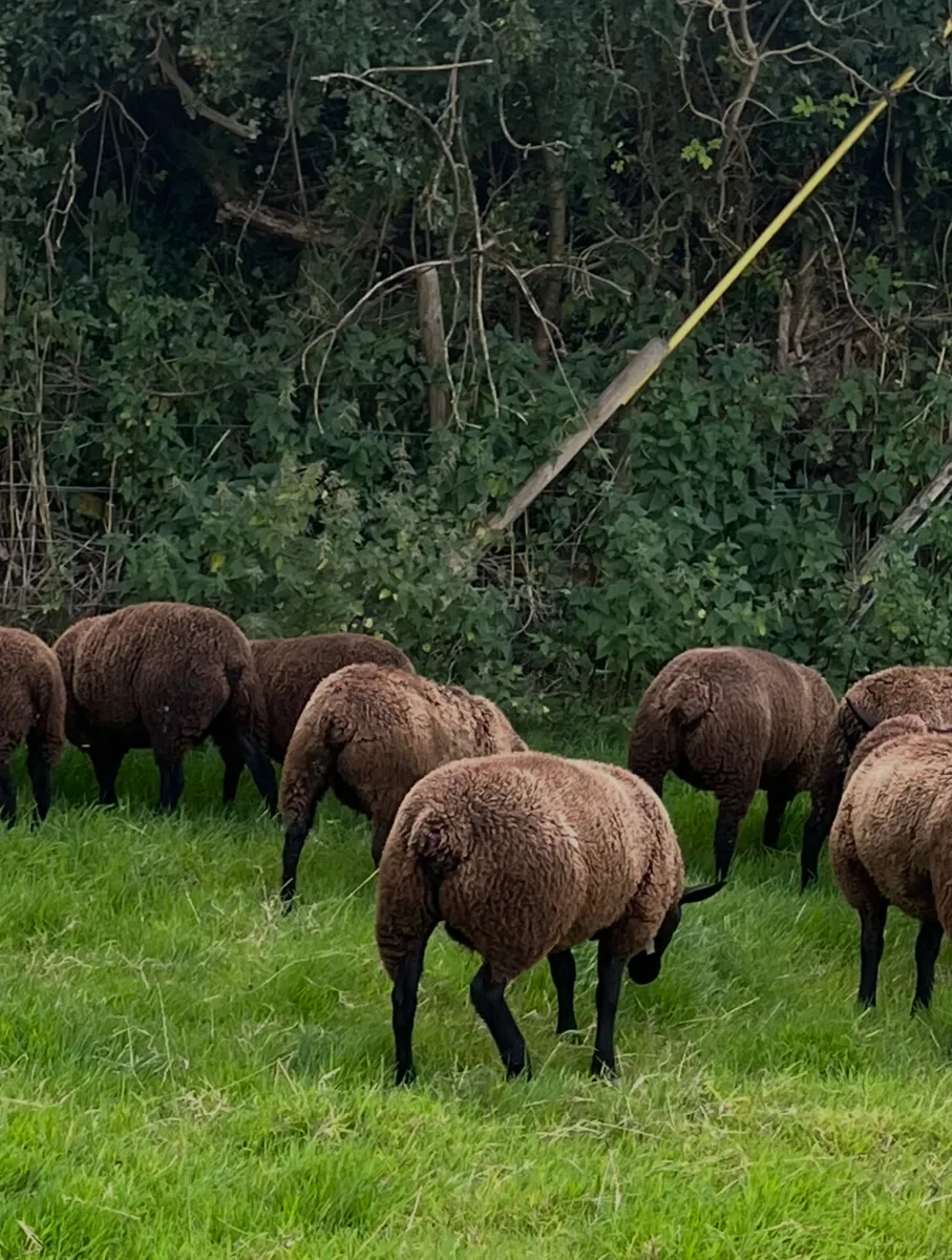 Ewe lambs - Image 4