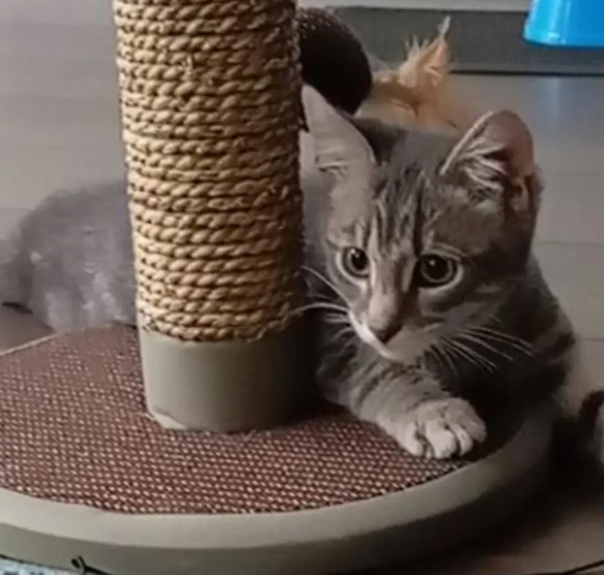 Stunning kitten for sale - Image 3