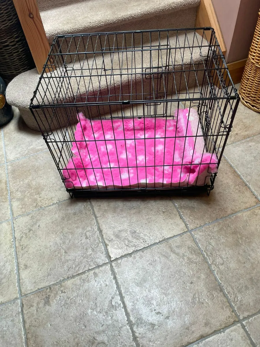 All you need for a new puppy ! - Image 4
