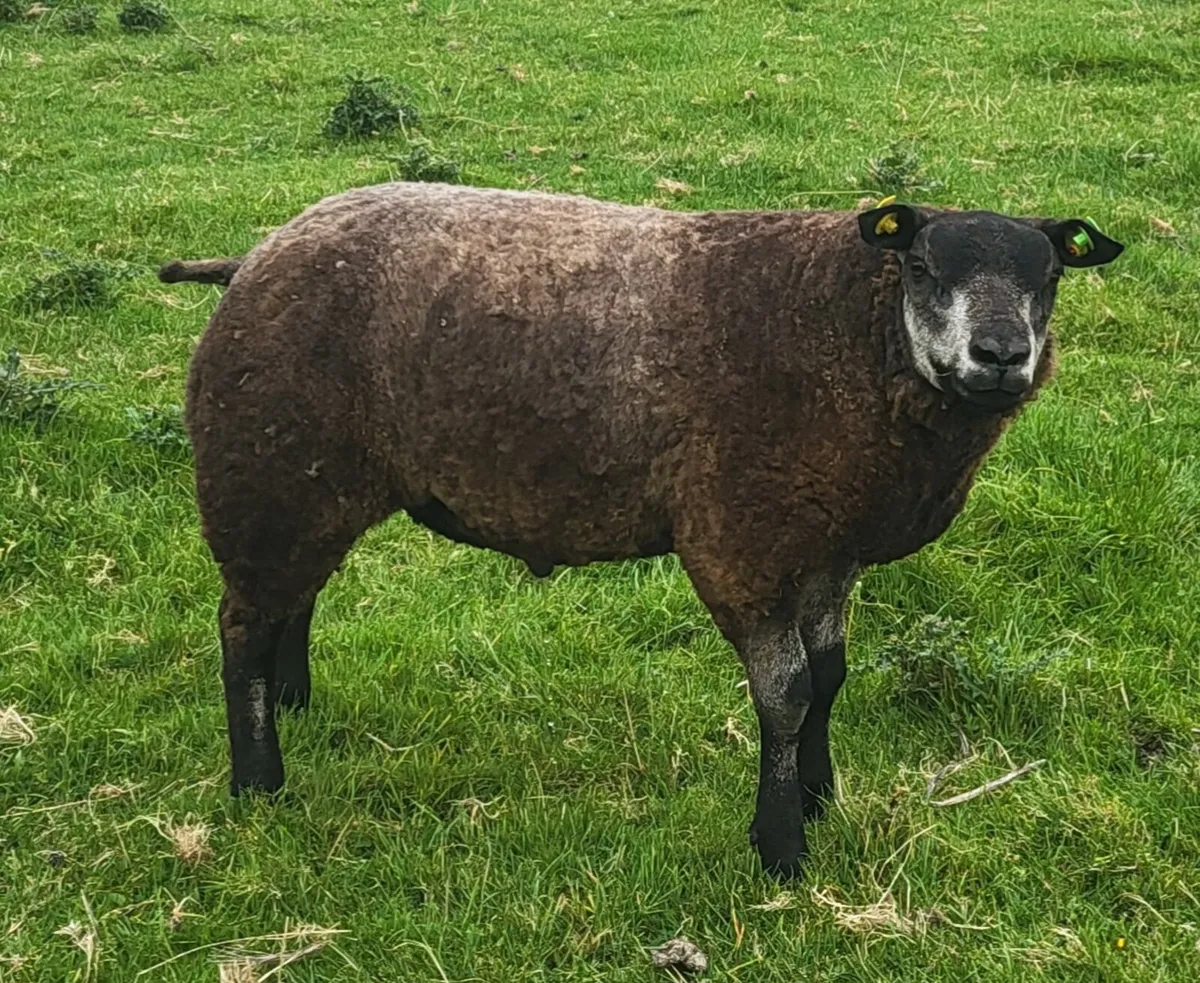 5 Star SIS Blue Texel Ram Lamb - Image 3