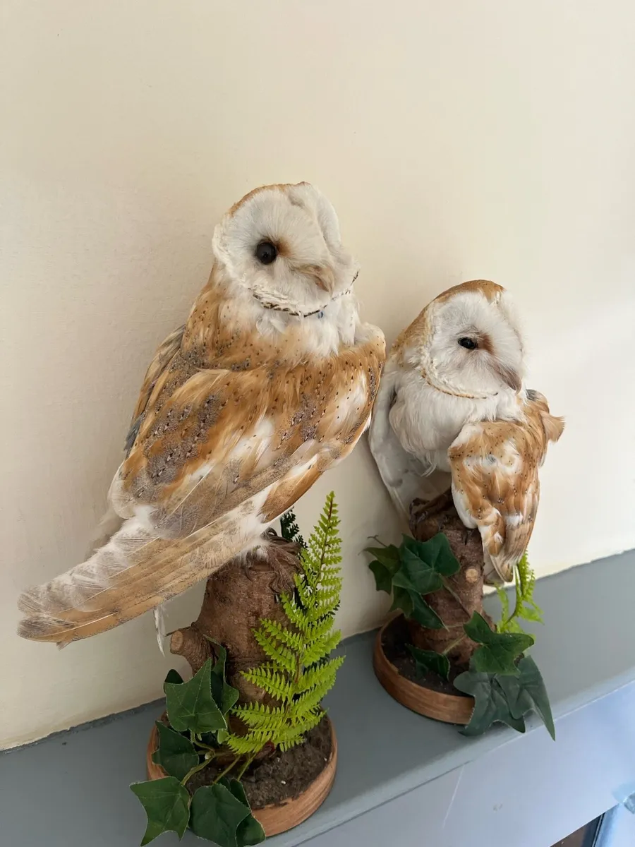 Taxidermy - Image 1
