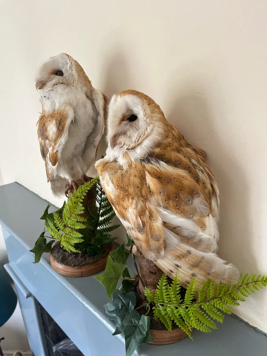 Taxidermy - Image 2