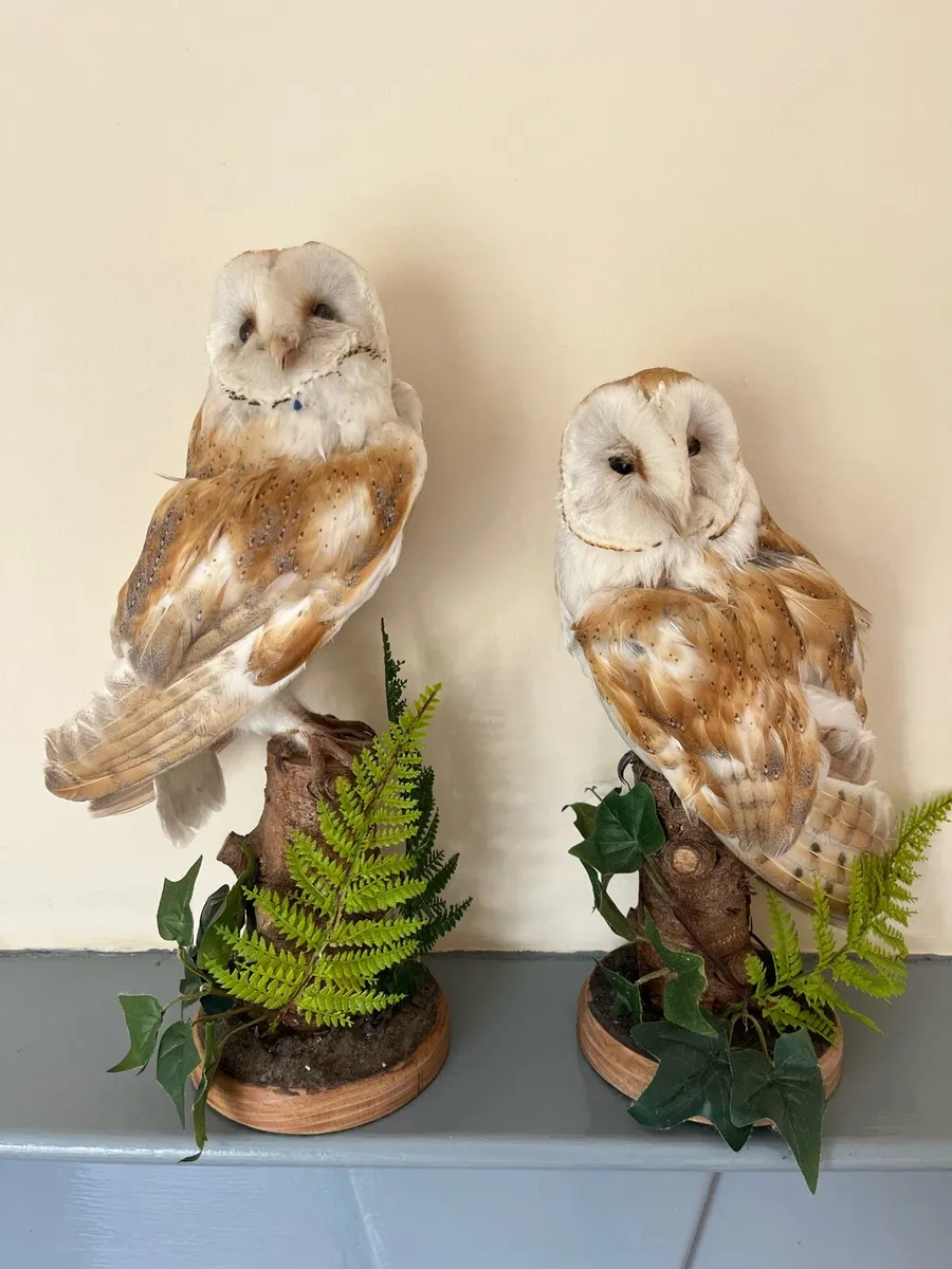 Taxidermy - Image 3
