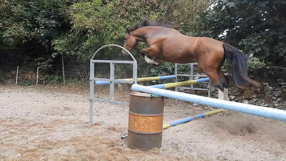 Horse - Image 1
