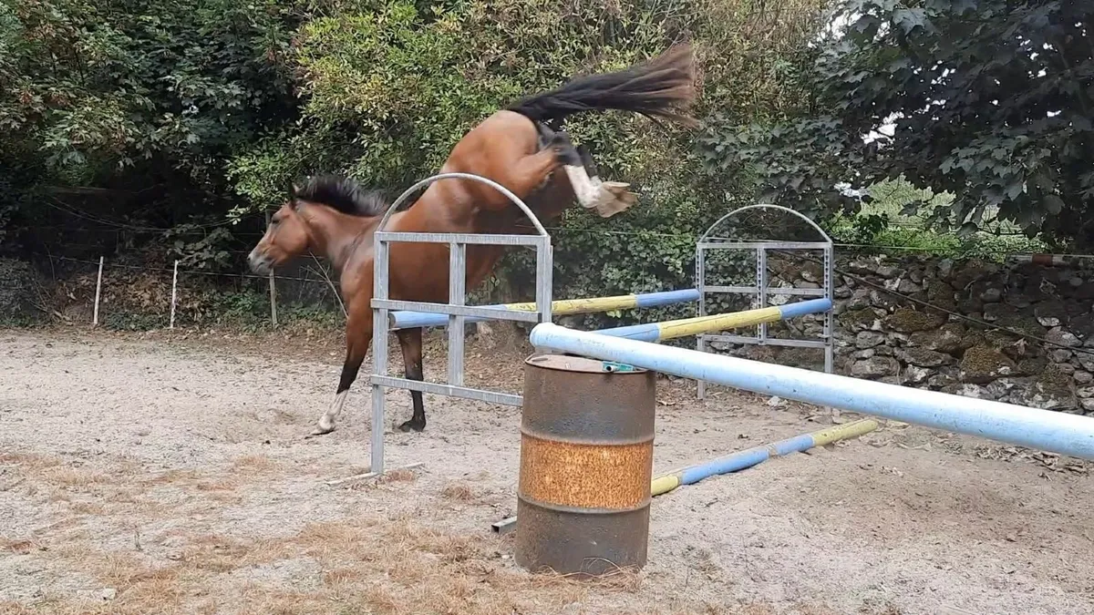 Horse - Image 3