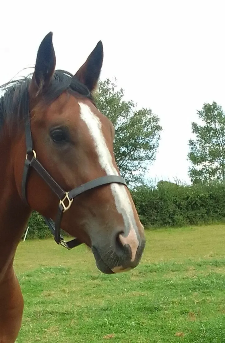 Horse - Image 4