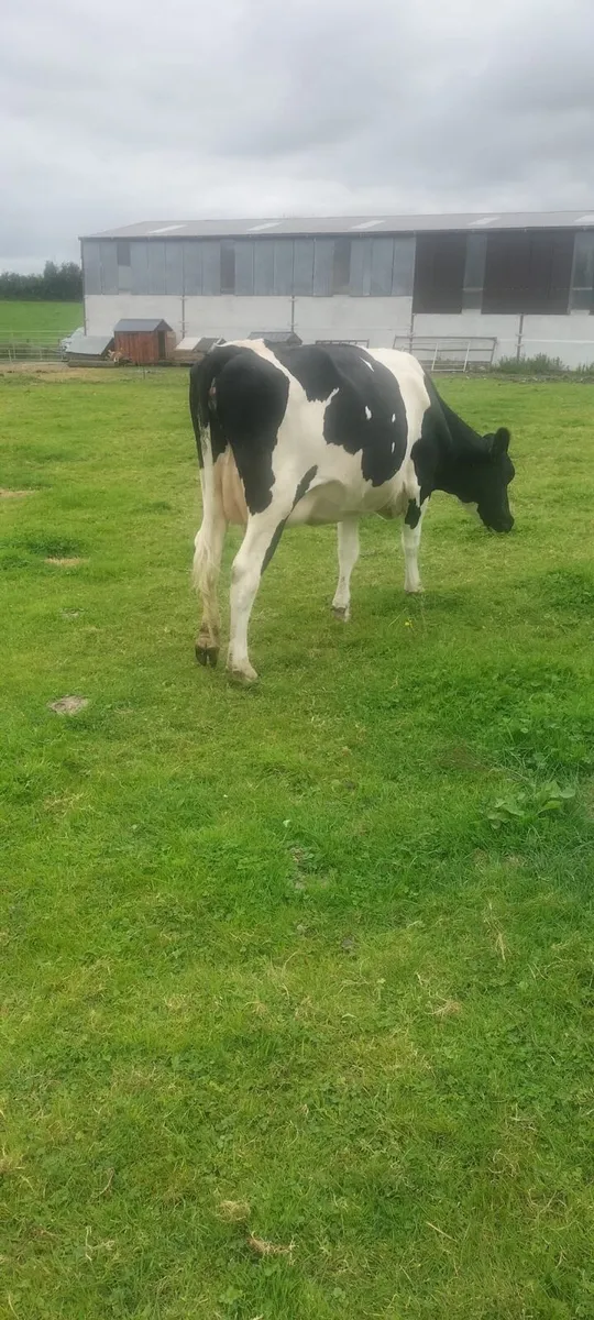 In calf friesian heifer