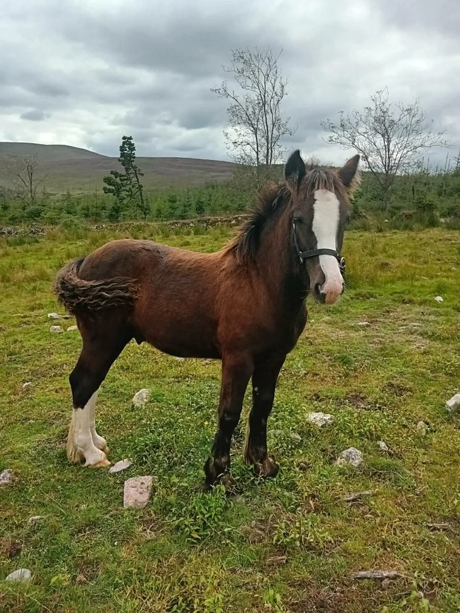 4 smashing Heaving foals for sale - Image 1