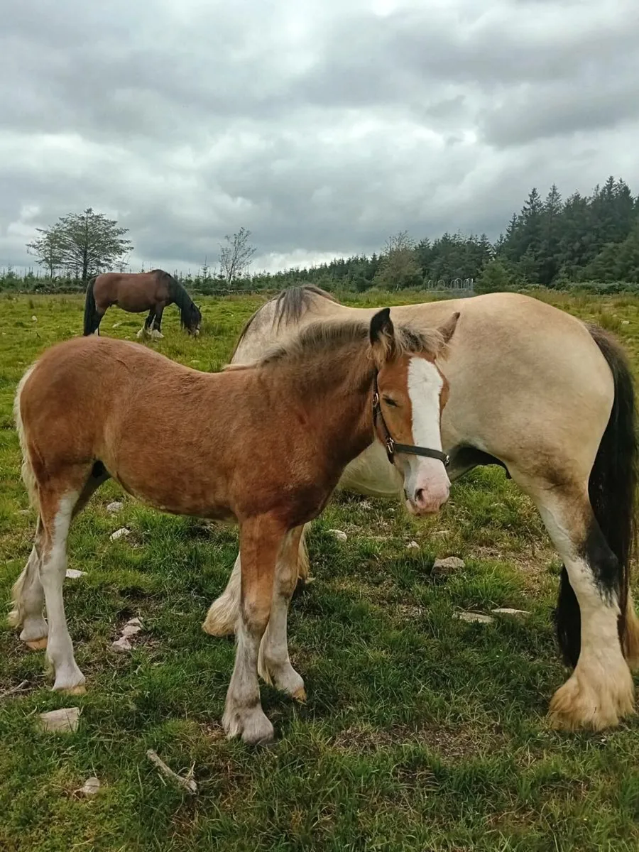 4 smashing Heaving foals for sale - Image 2