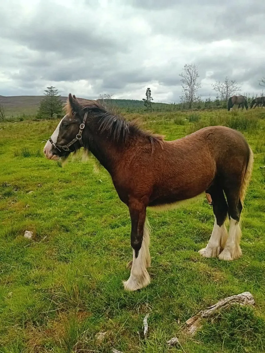 4 smashing Heaving foals for sale - Image 3