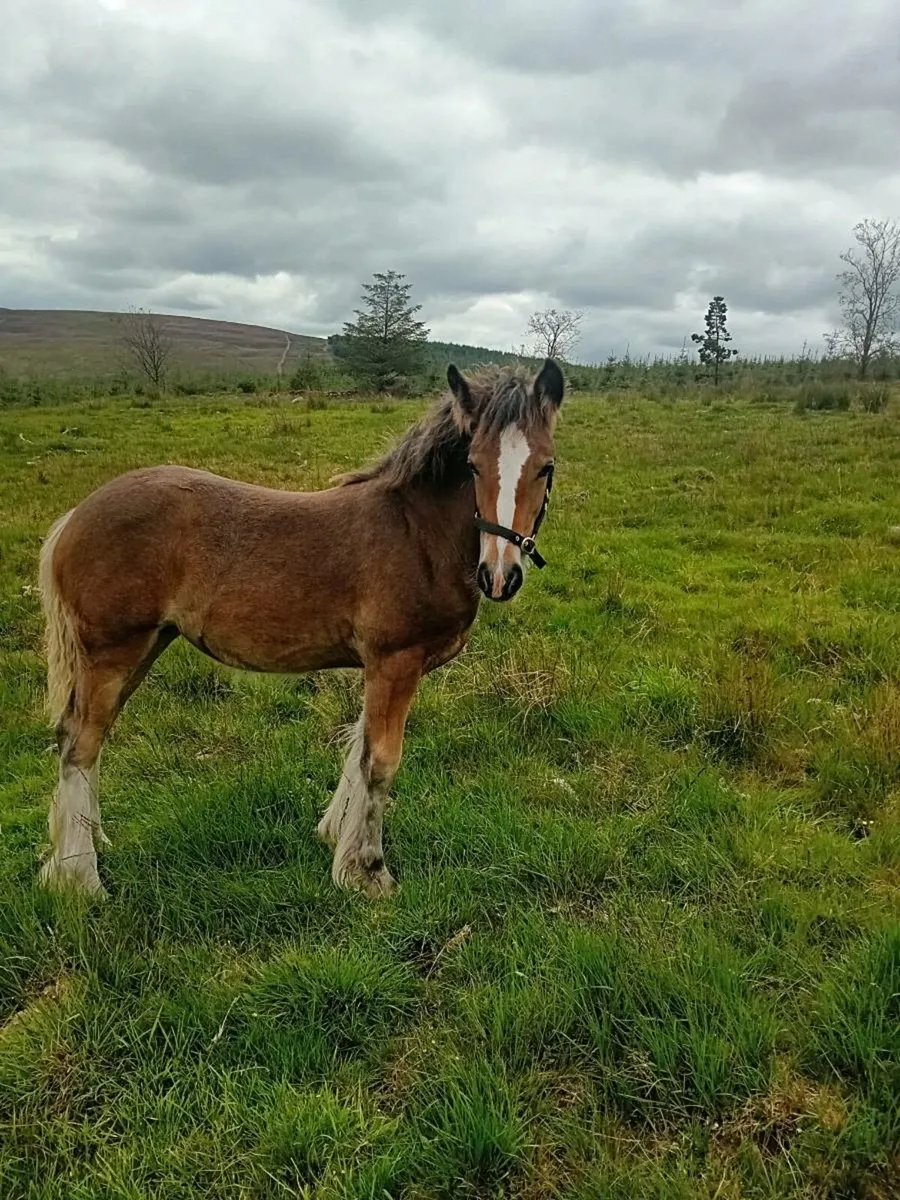4 smashing Heaving foals for sale - Image 4