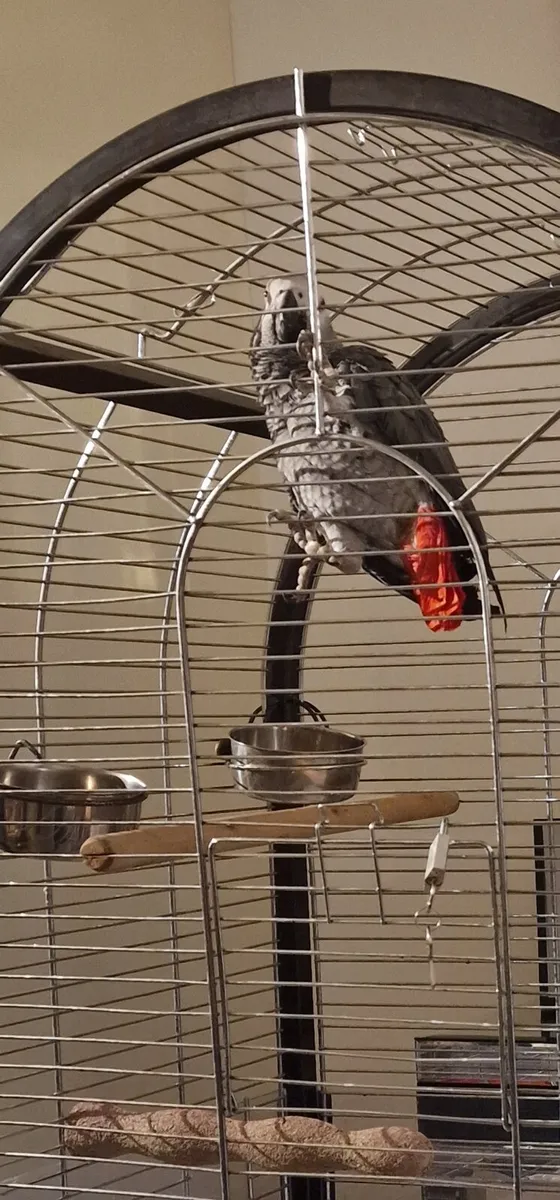African grey - Image 1