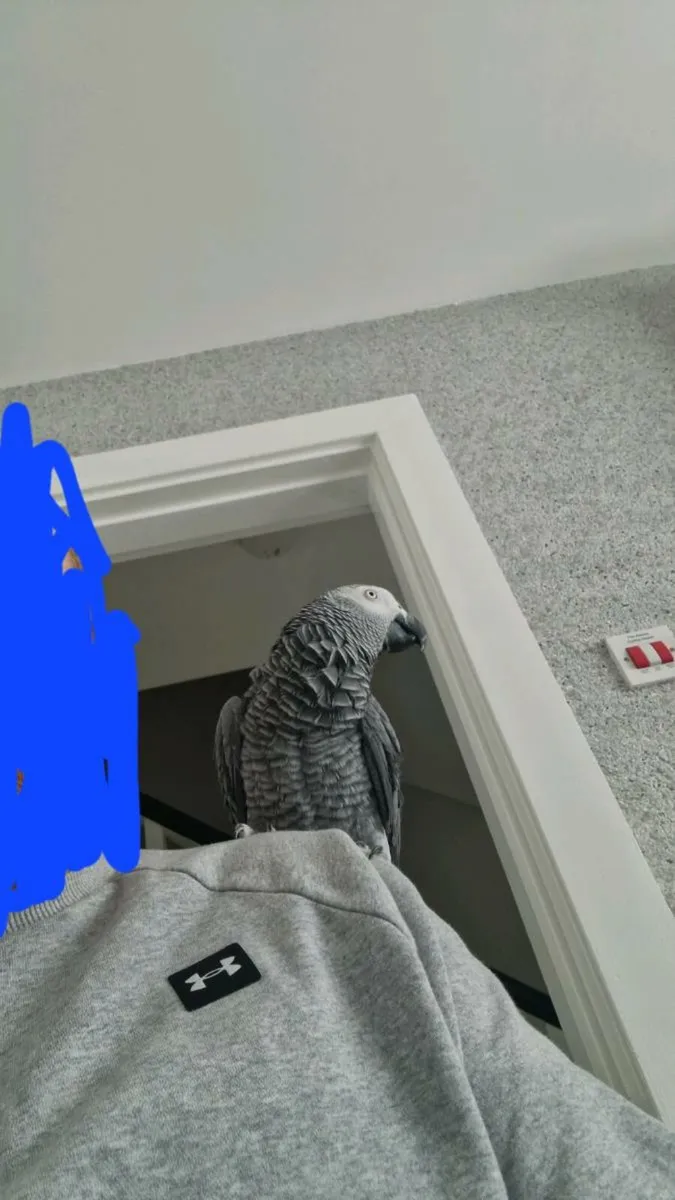 African grey - Image 3