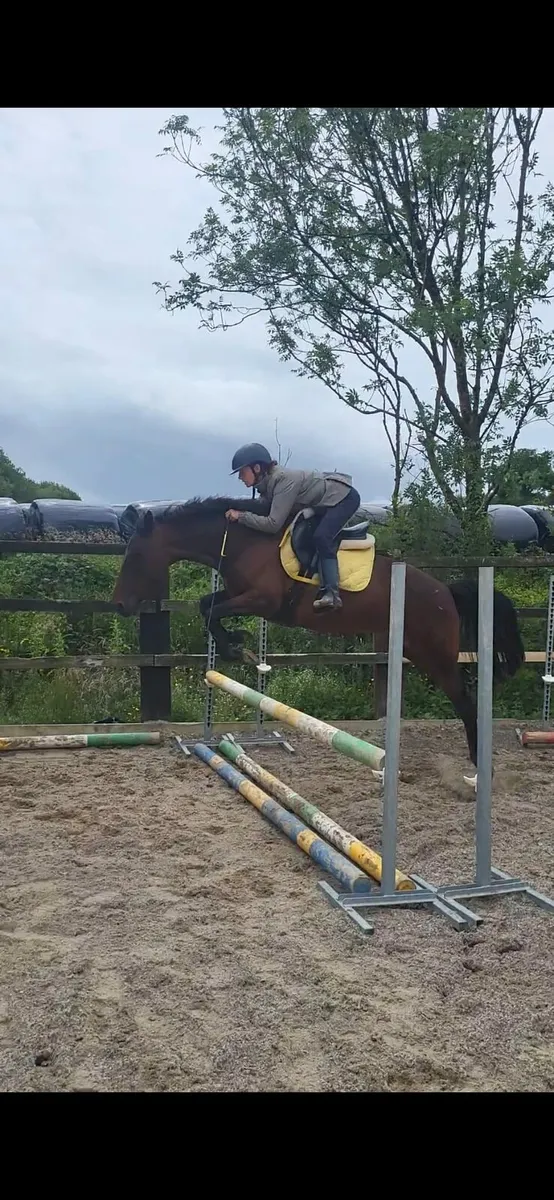 Liberty protential 14.2hh mare - Image 1
