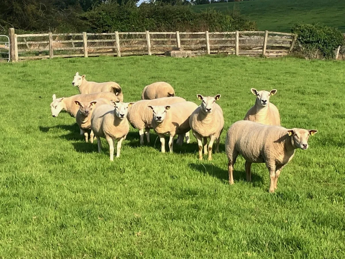 Charollais, Texel Mixed Hoggett / Gimmers - Image 1