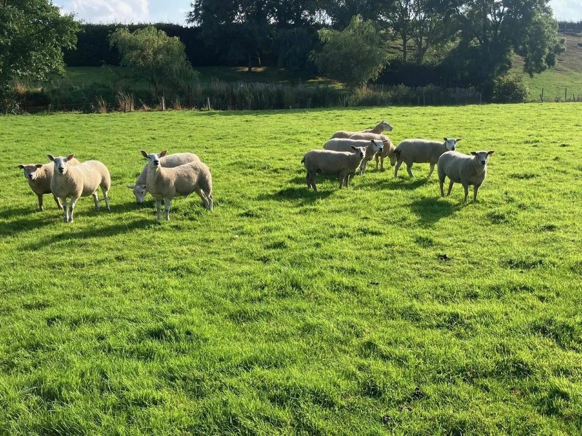 Charollais, Texel Mixed Hoggett / Gimmers - Image 2