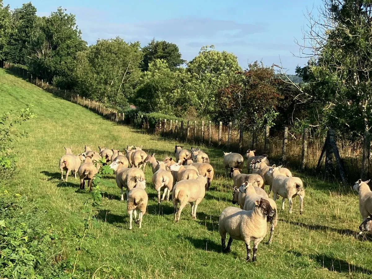 Charollais, Texel Mixed Hoggett / Gimmers - Image 3
