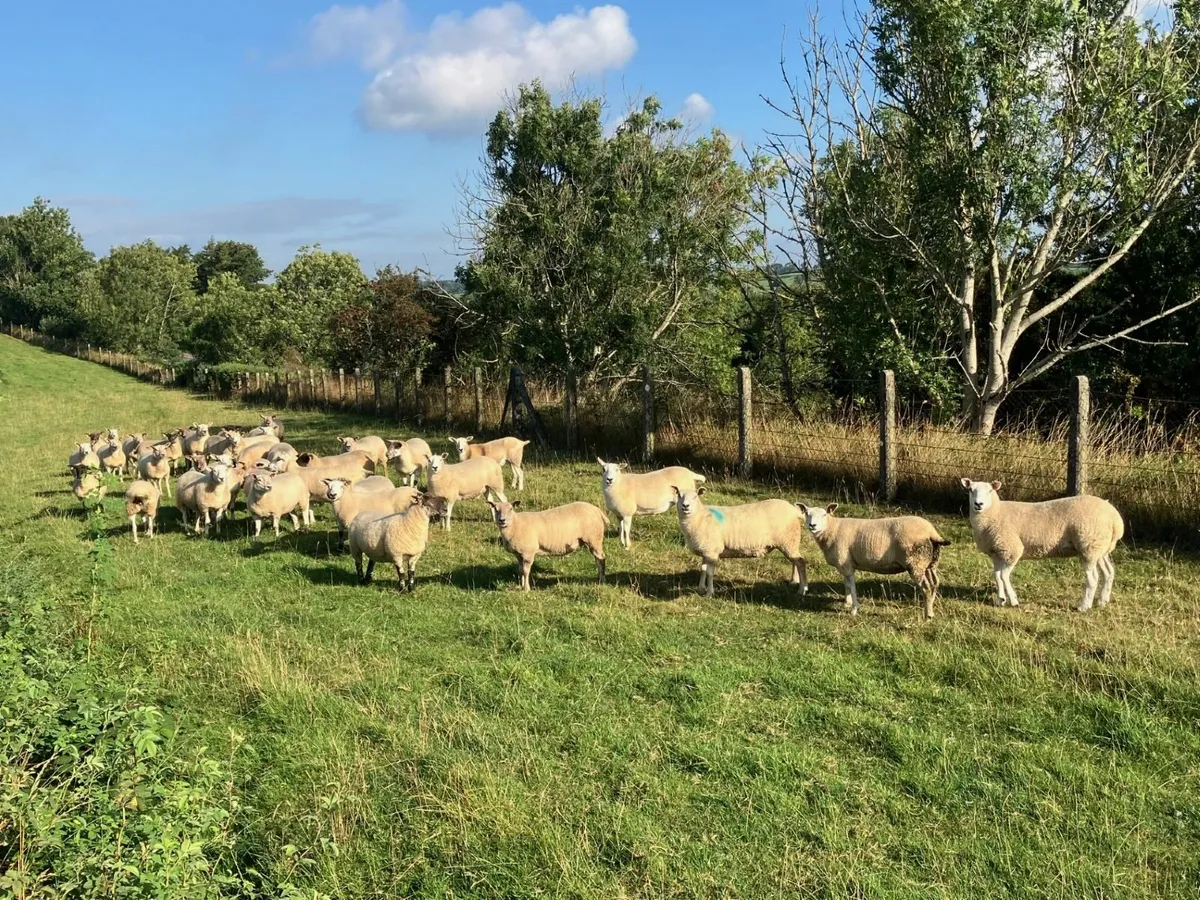 Charollais, Texel Mixed Hoggett / Gimmers - Image 4
