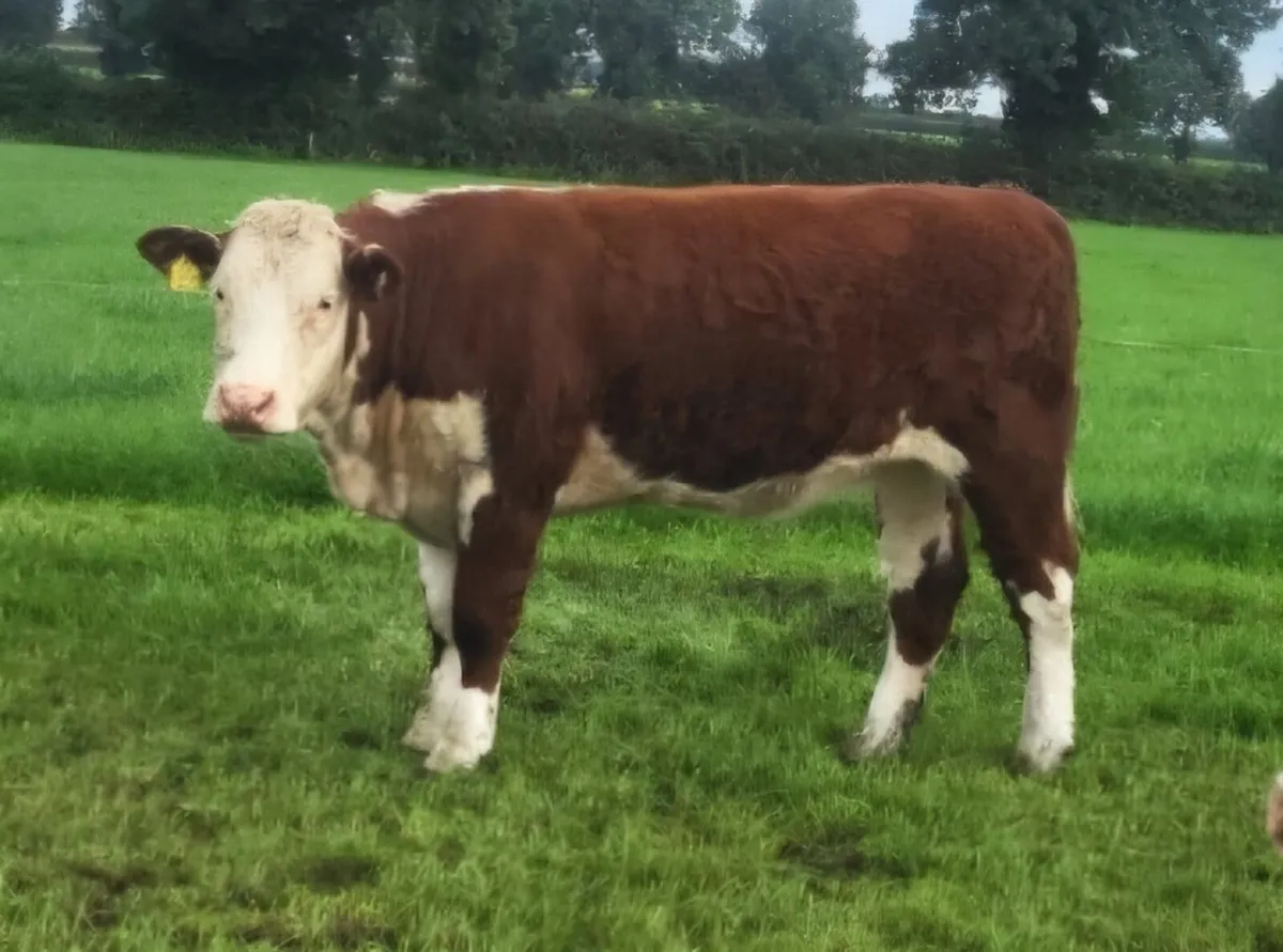 PBR Hereford Heifers - Image 2