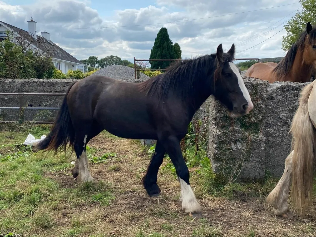 Four Smashing 3yr old Cobs For Sale - Image 1