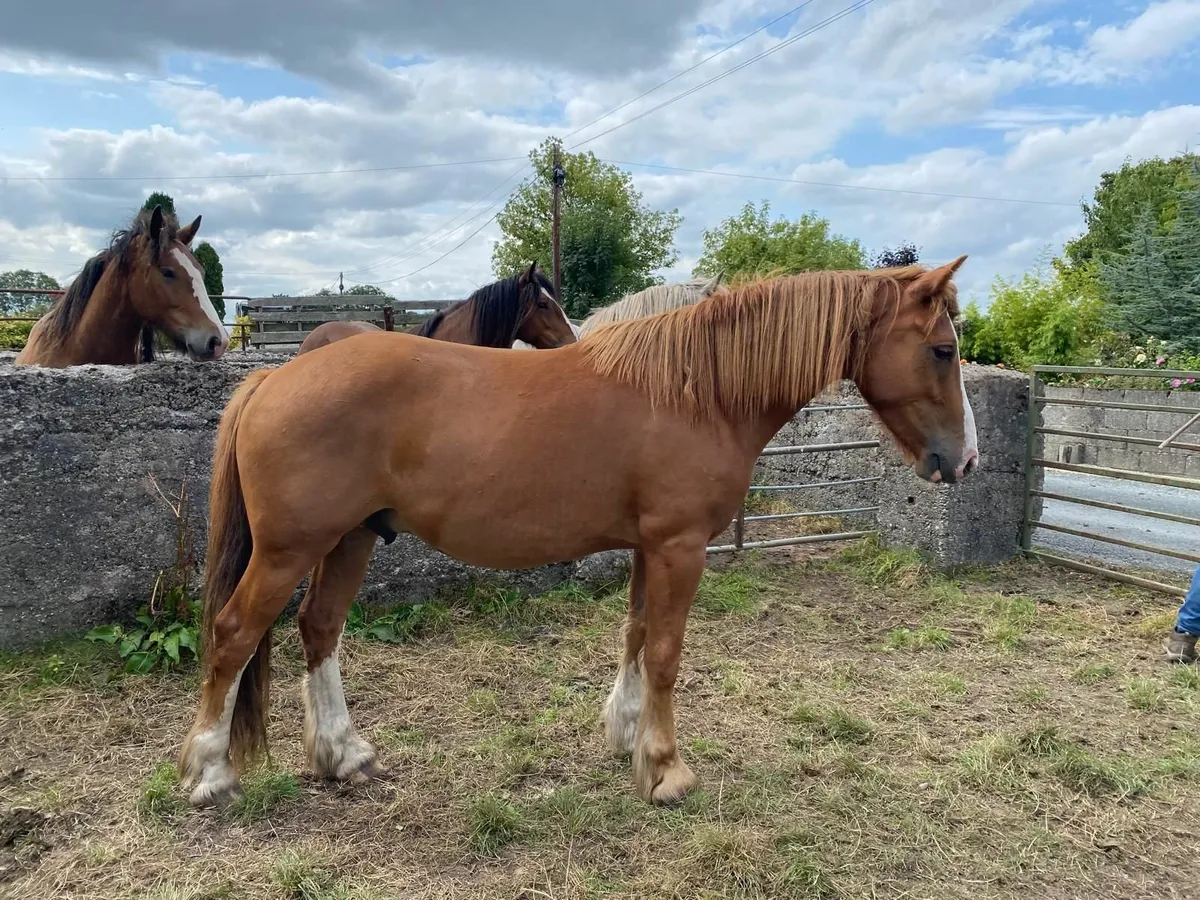 Four Smashing 3yr old Cobs For Sale - Image 3