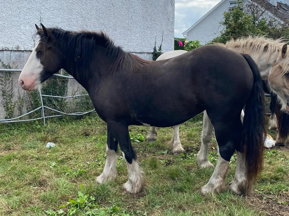 Four Smashing 3yr old Cobs For Sale - Image 4