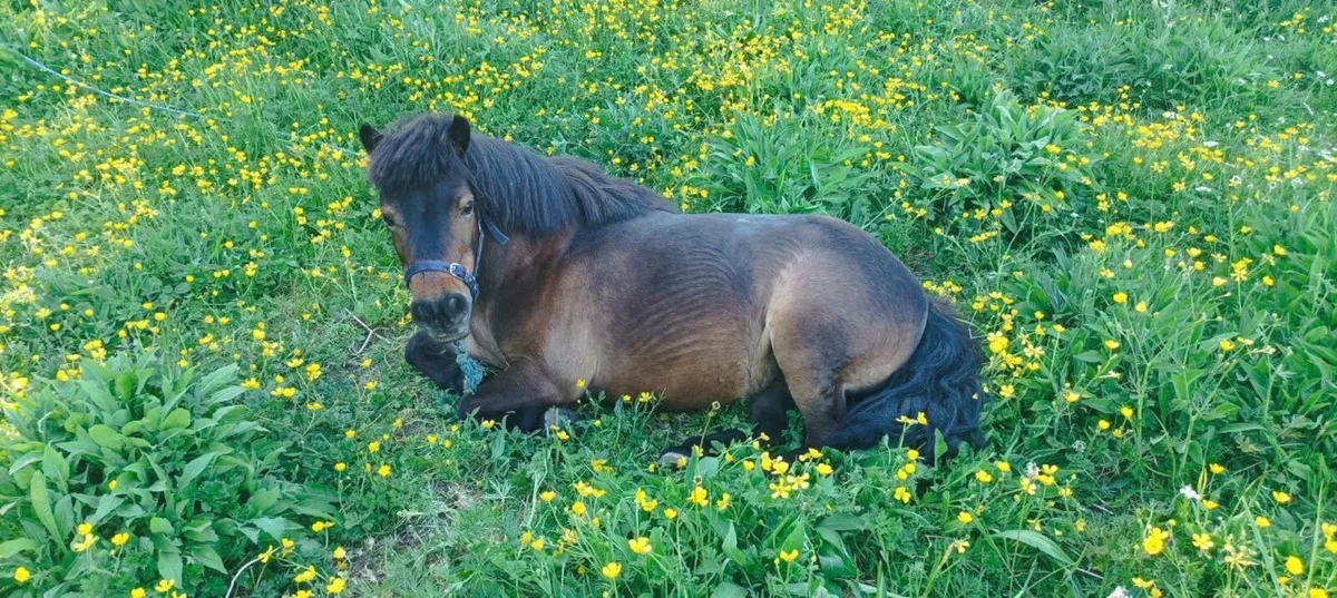 SHETLAND PONY - Image 1