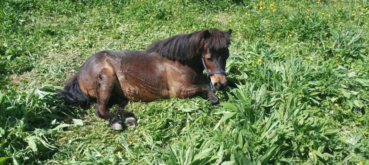 SHETLAND PONY - Image 2