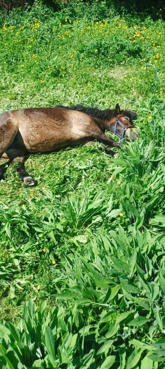 SHETLAND PONY - Image 3