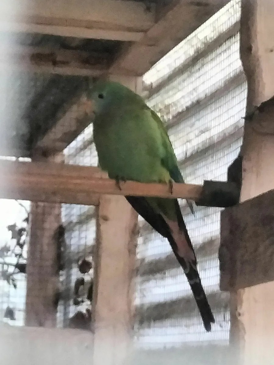 Birds - Image 1