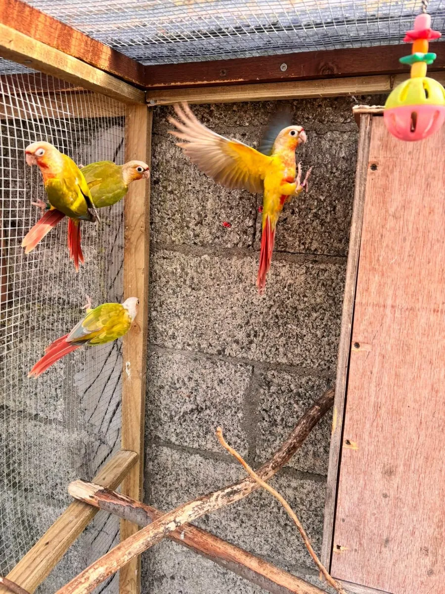 Birds - Image 2