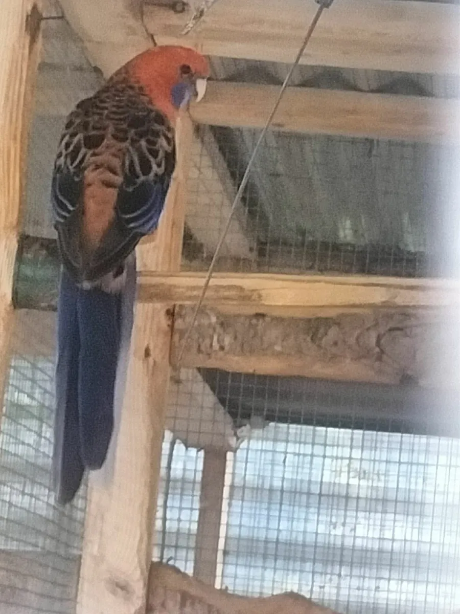 Birds - Image 3