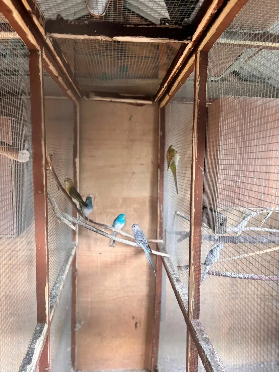 Birds - Image 4