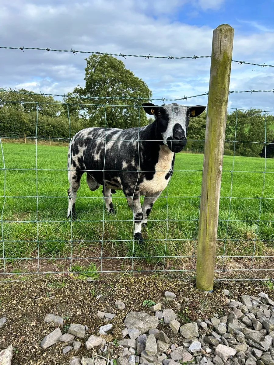 Dutch Spotted Rams - Image 1