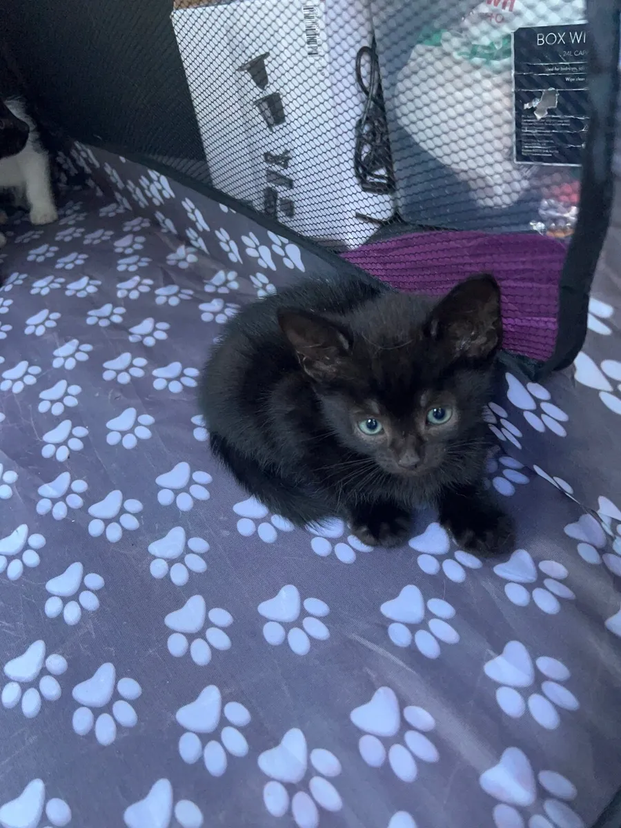 Cats - Image 1