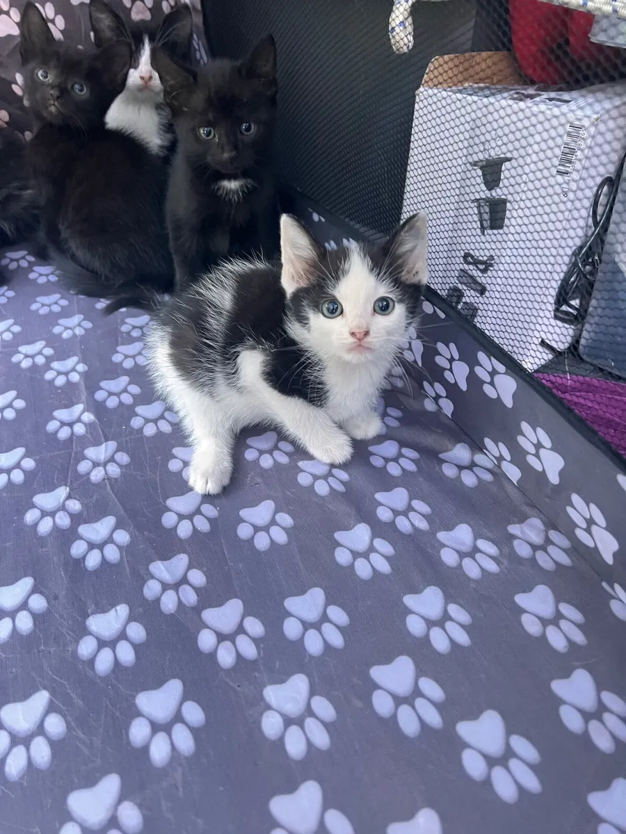 Cats - Image 2