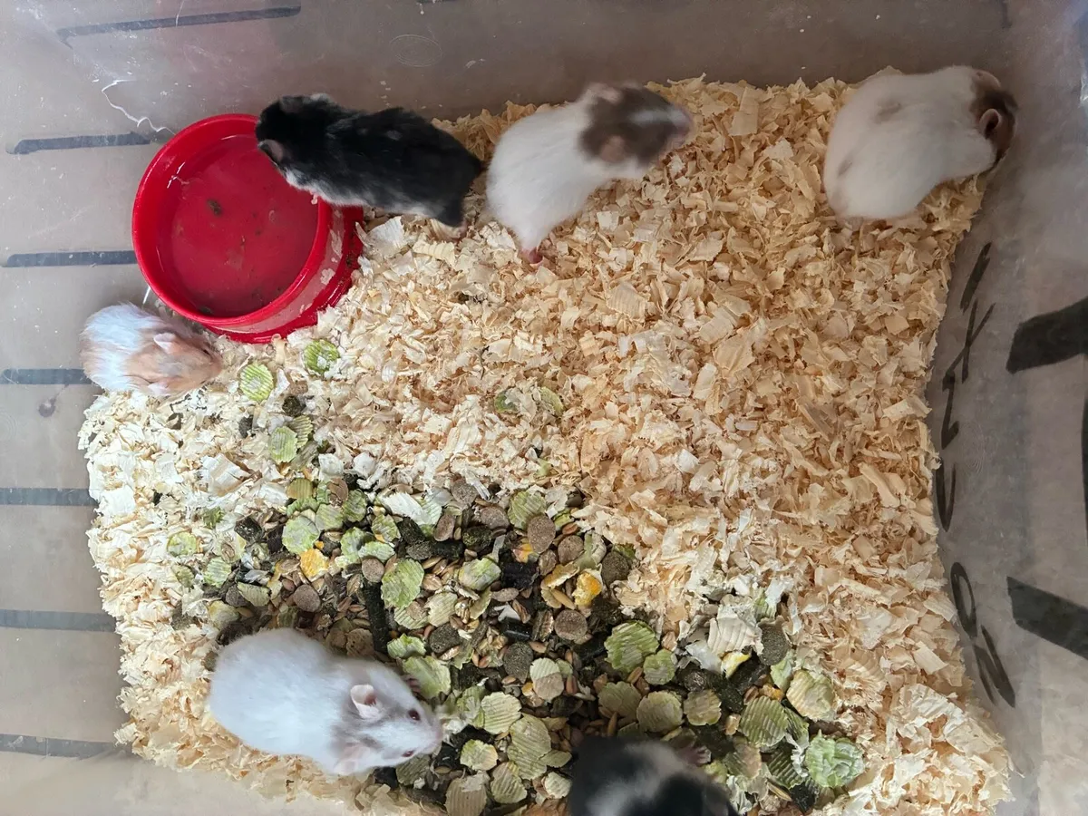 Syrian hamsters mini hamsters - Image 2