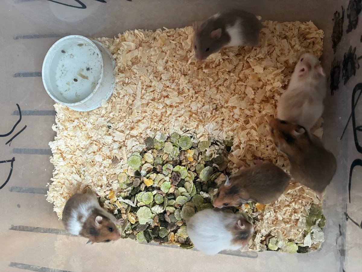 Syrian hamsters mini hamsters - Image 3