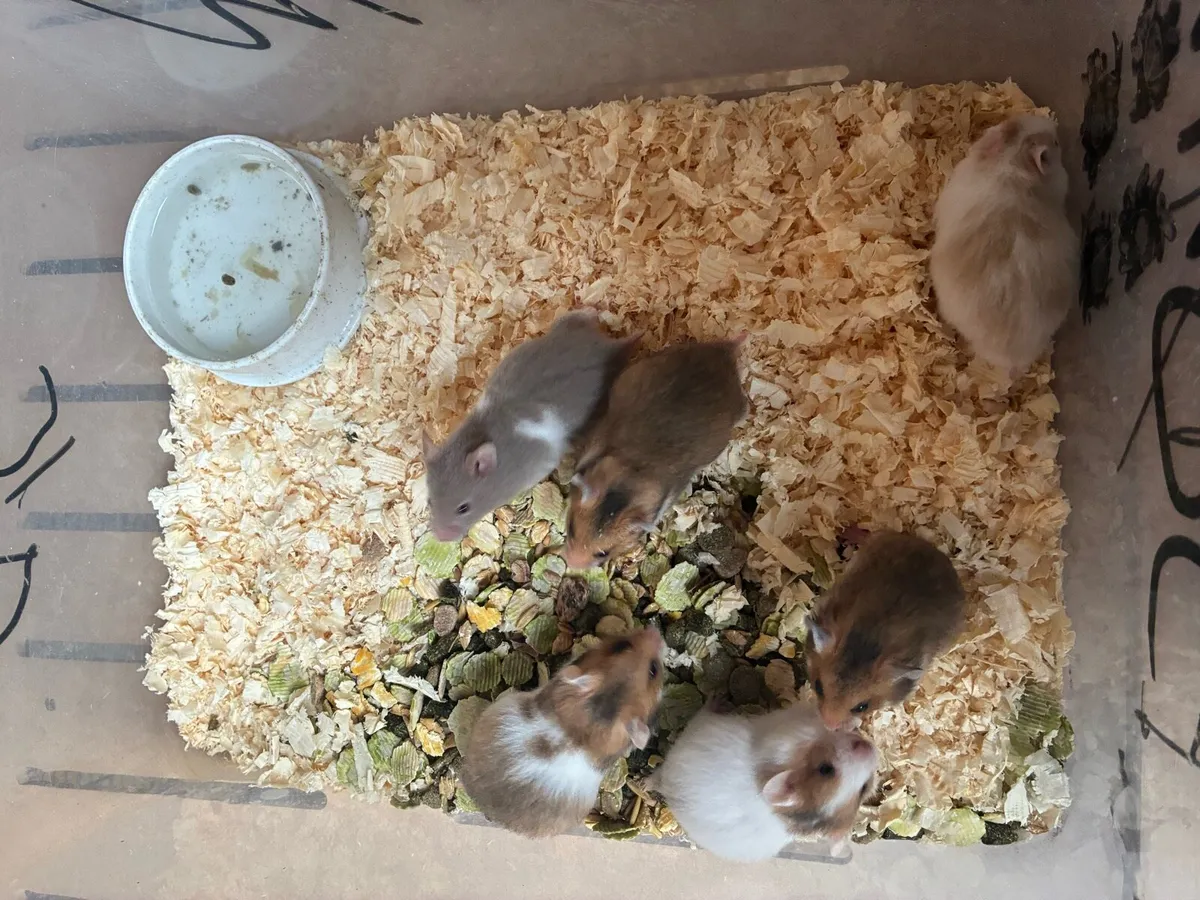 Syrian hamsters mini hamsters - Image 1