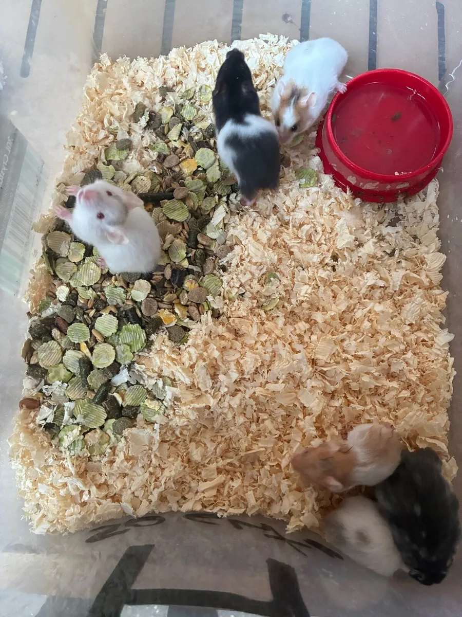 Syrian hamsters mini hamsters - Image 4