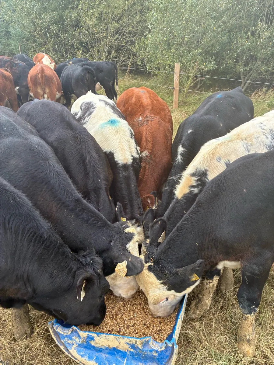 Livestock - Image 1