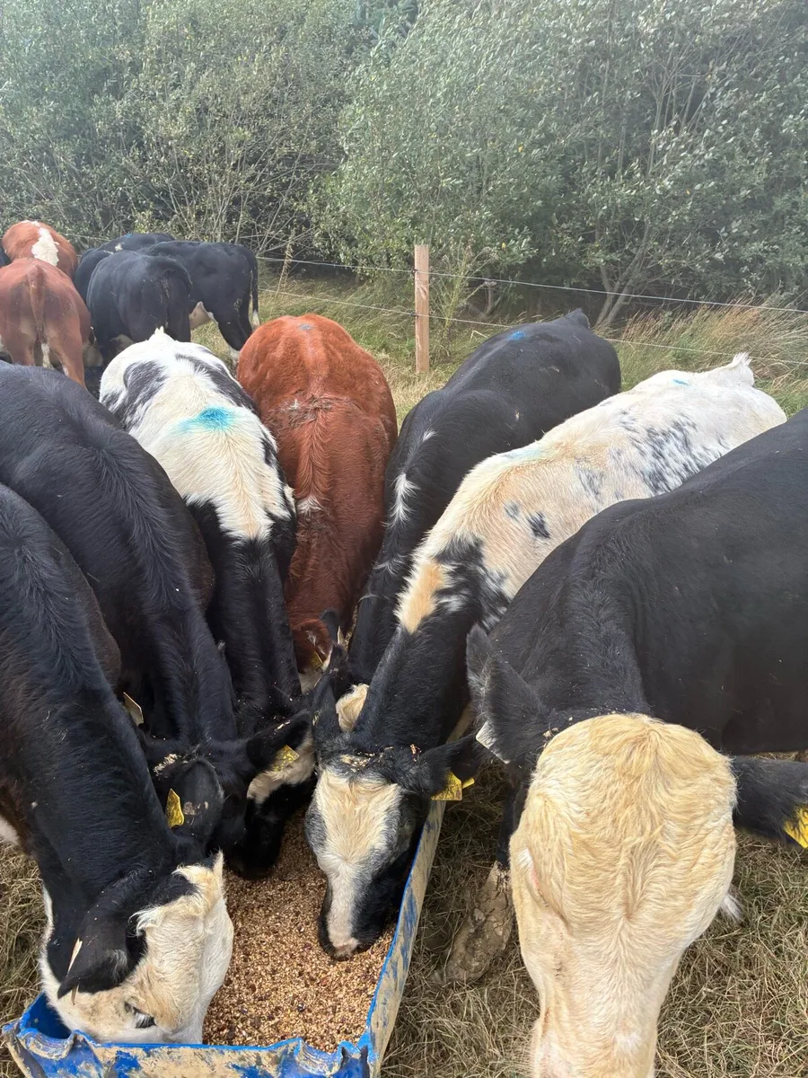 Livestock - Image 2