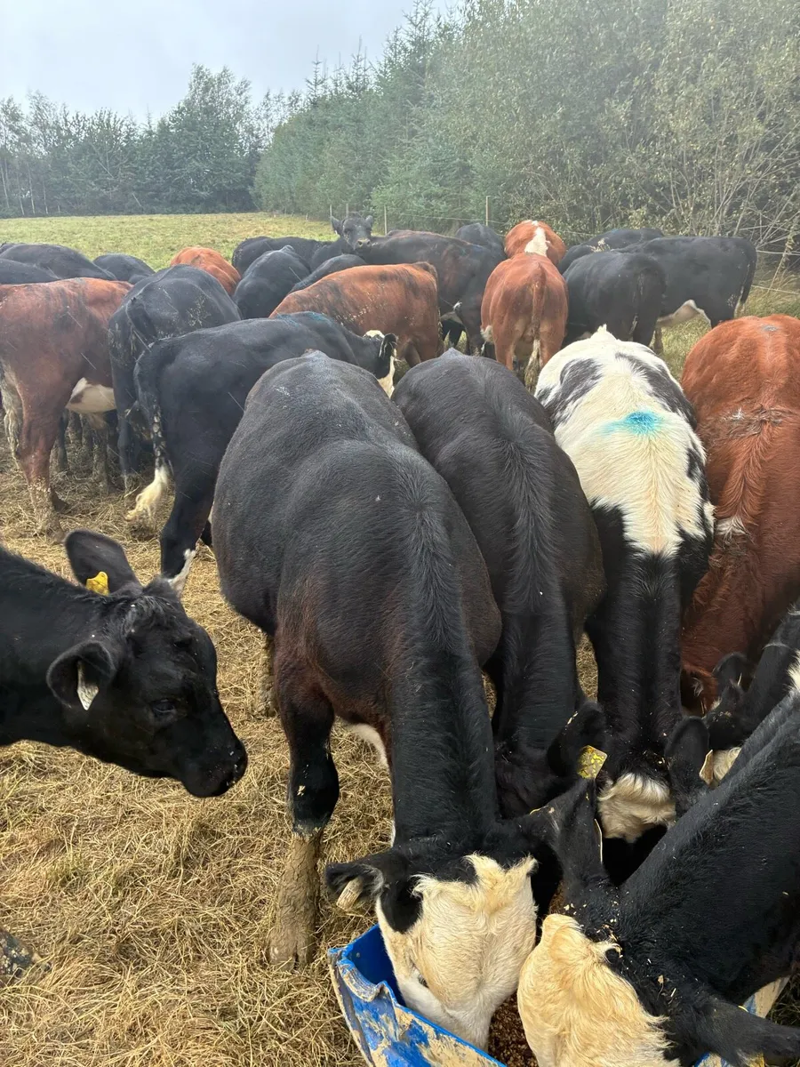 Livestock - Image 3