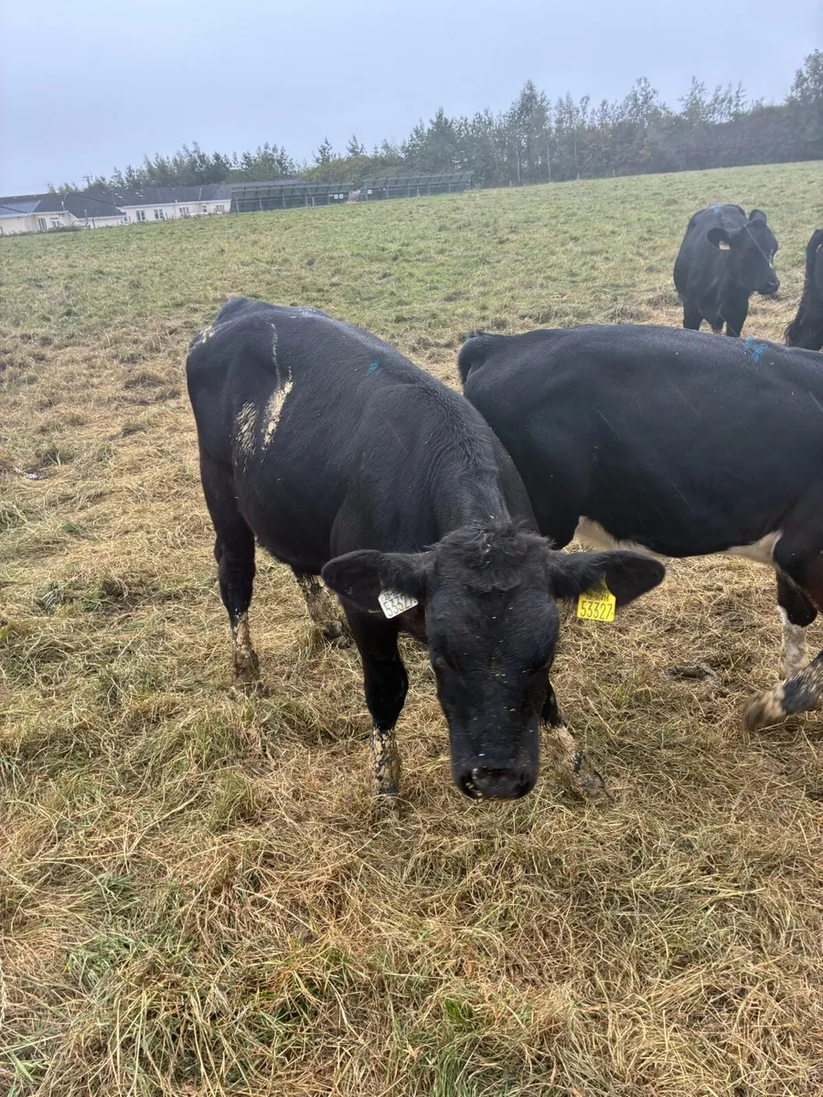 Livestock - Image 4