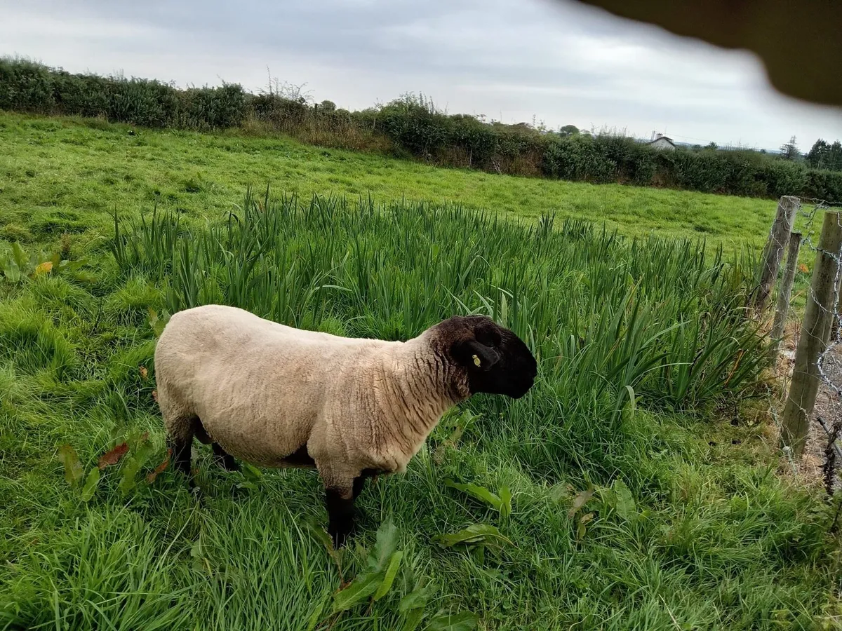 Suffolk Ram - Image 1