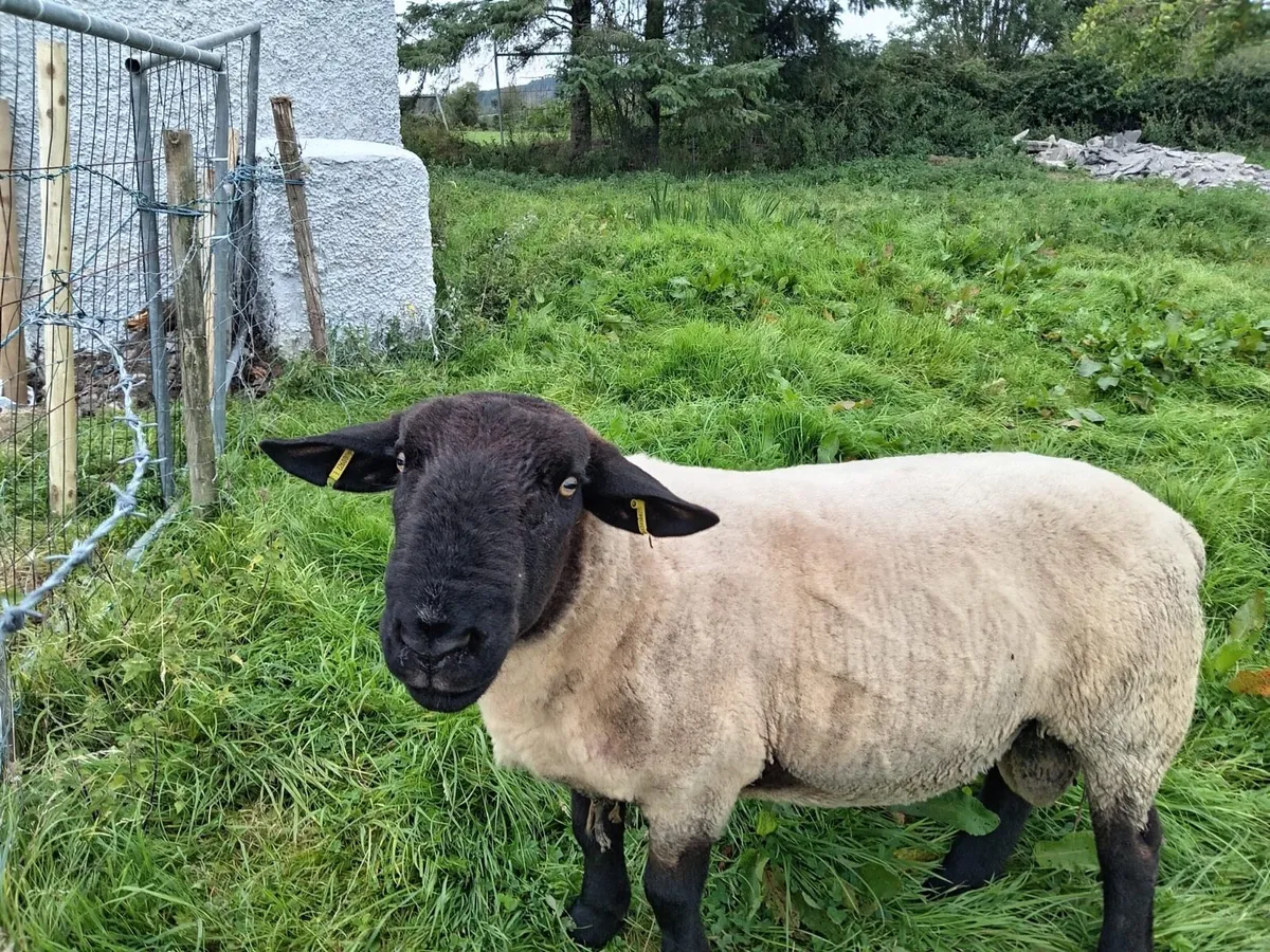 Suffolk Ram - Image 2