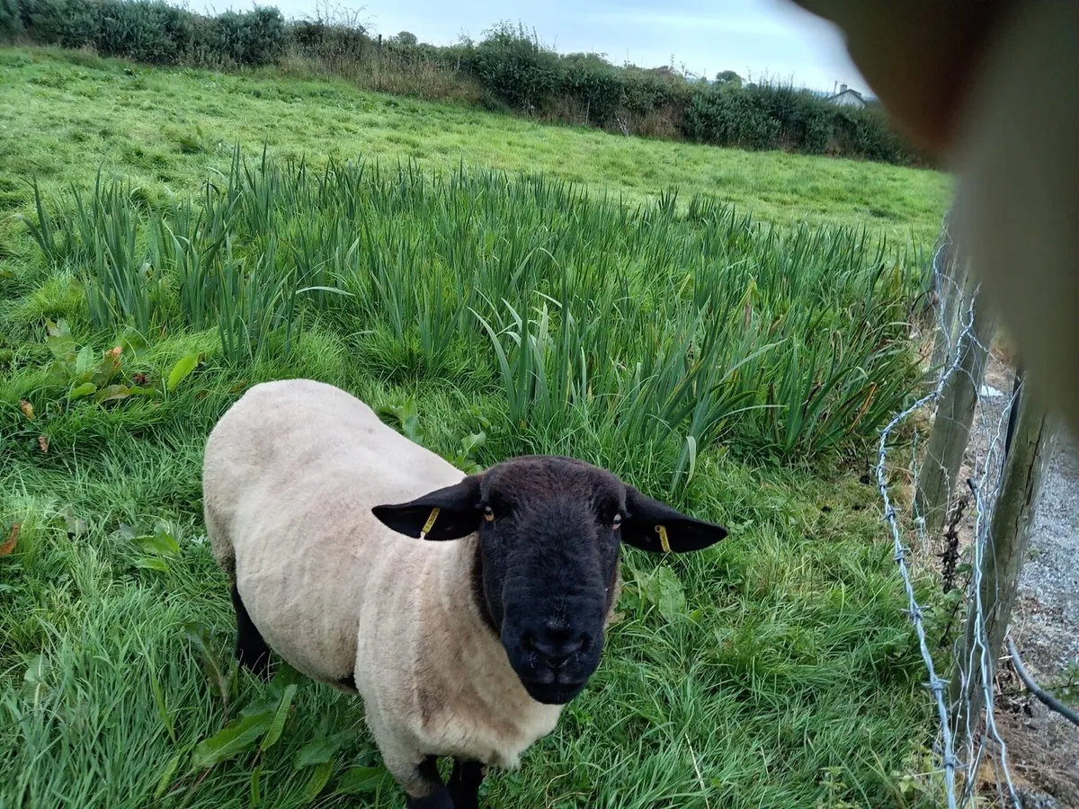 Suffolk Ram - Image 3