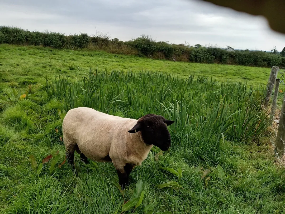 Suffolk Ram - Image 4